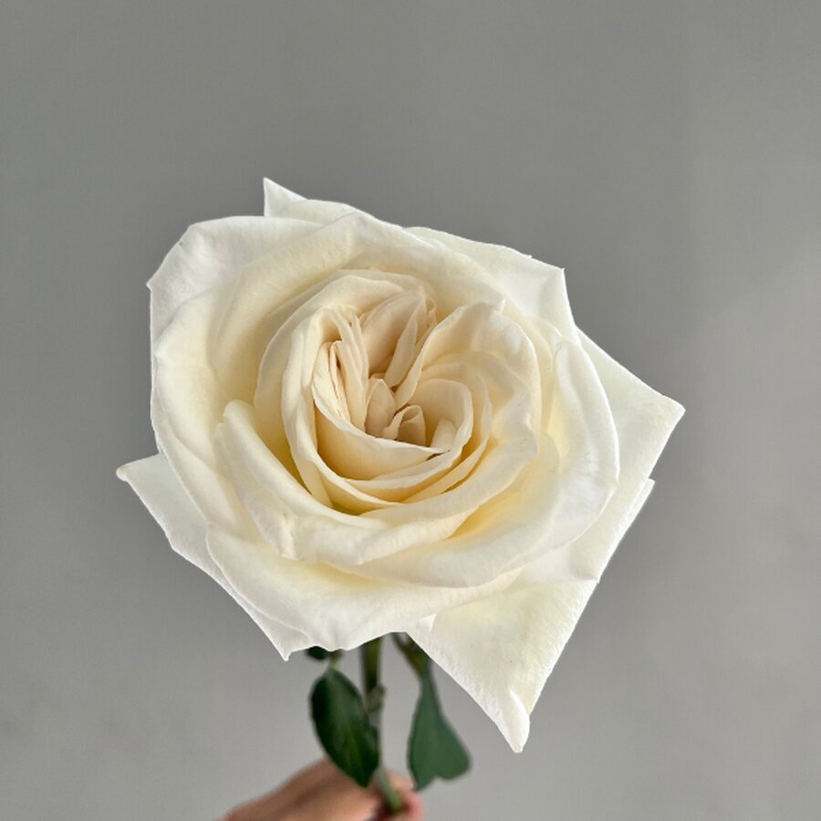 Hoa hồng White O’Hara