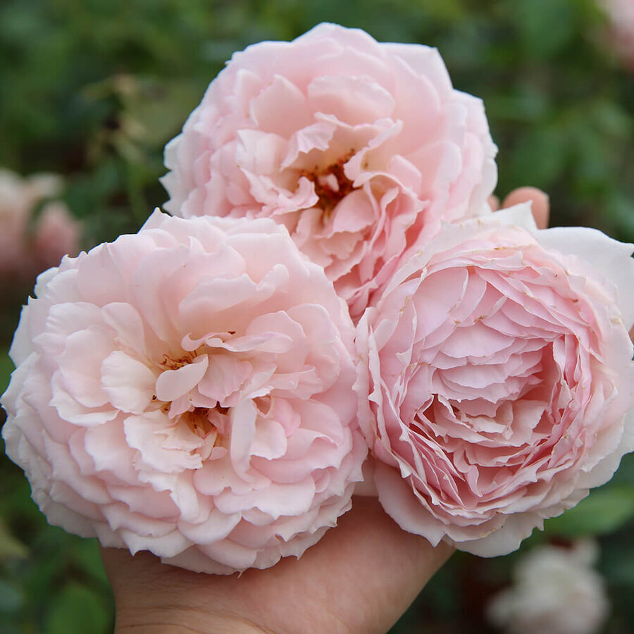 Hồng The Wedgwood Rose