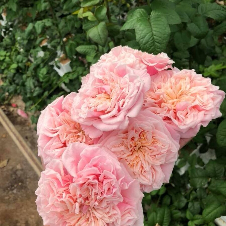 Hoa hồng Notting Hill