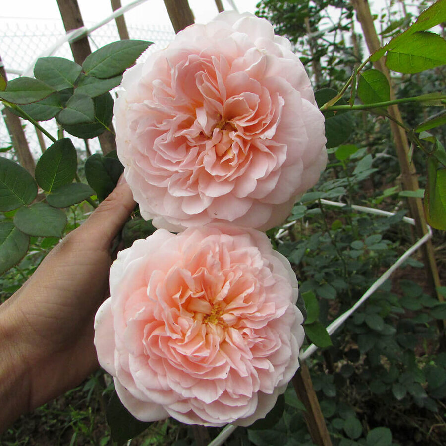 Hoa hồng ngoại Ambridge David Austin rose