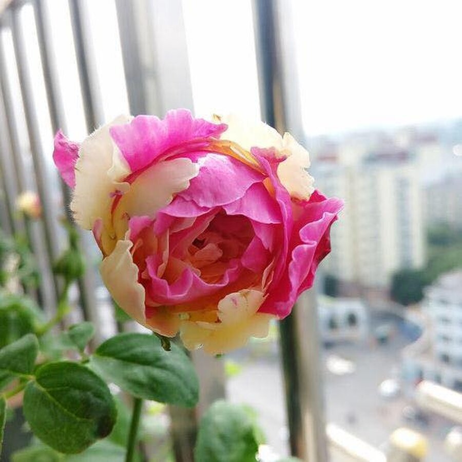 Hoa hồng Temptress Moon rose