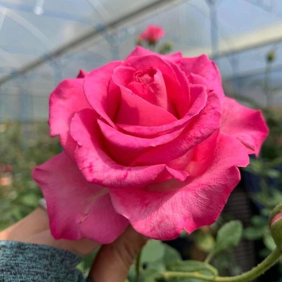Hoa hồng ngoại Pink peace – Loài hồng chịu nóng rất tốt