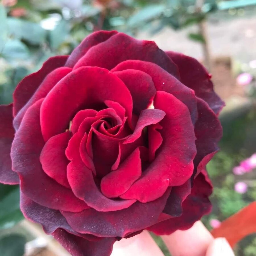 Hoa hồng Hommage à Barbara rose