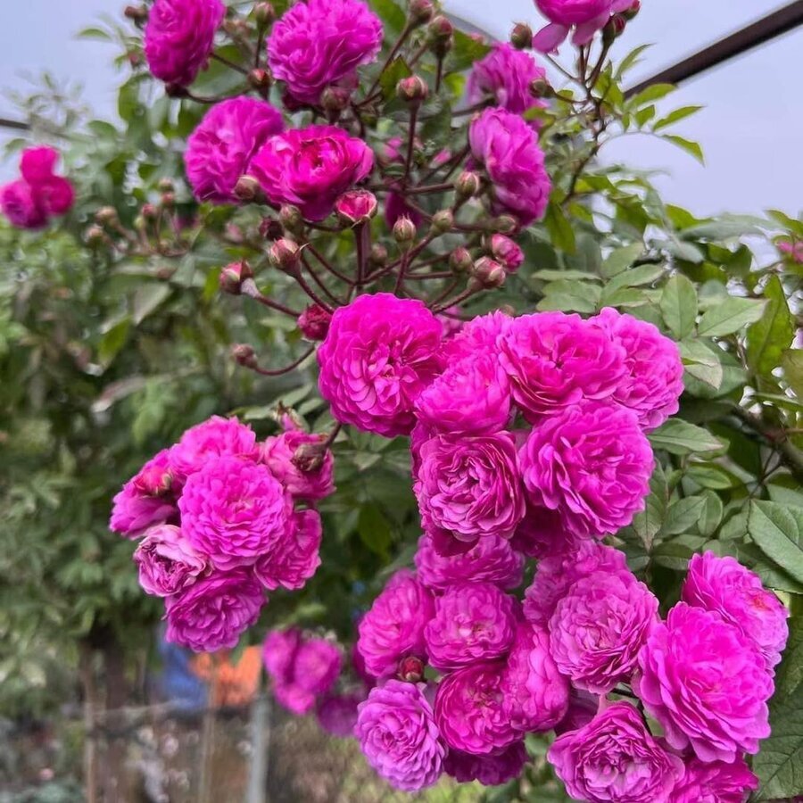 Hoa hồng Vineyard Song