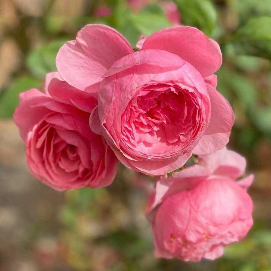 Hoa hồng Lady Heirloom rose