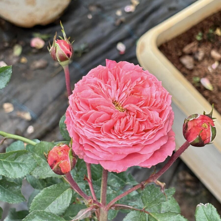 Hoa hồng ngoại Flamingo rose