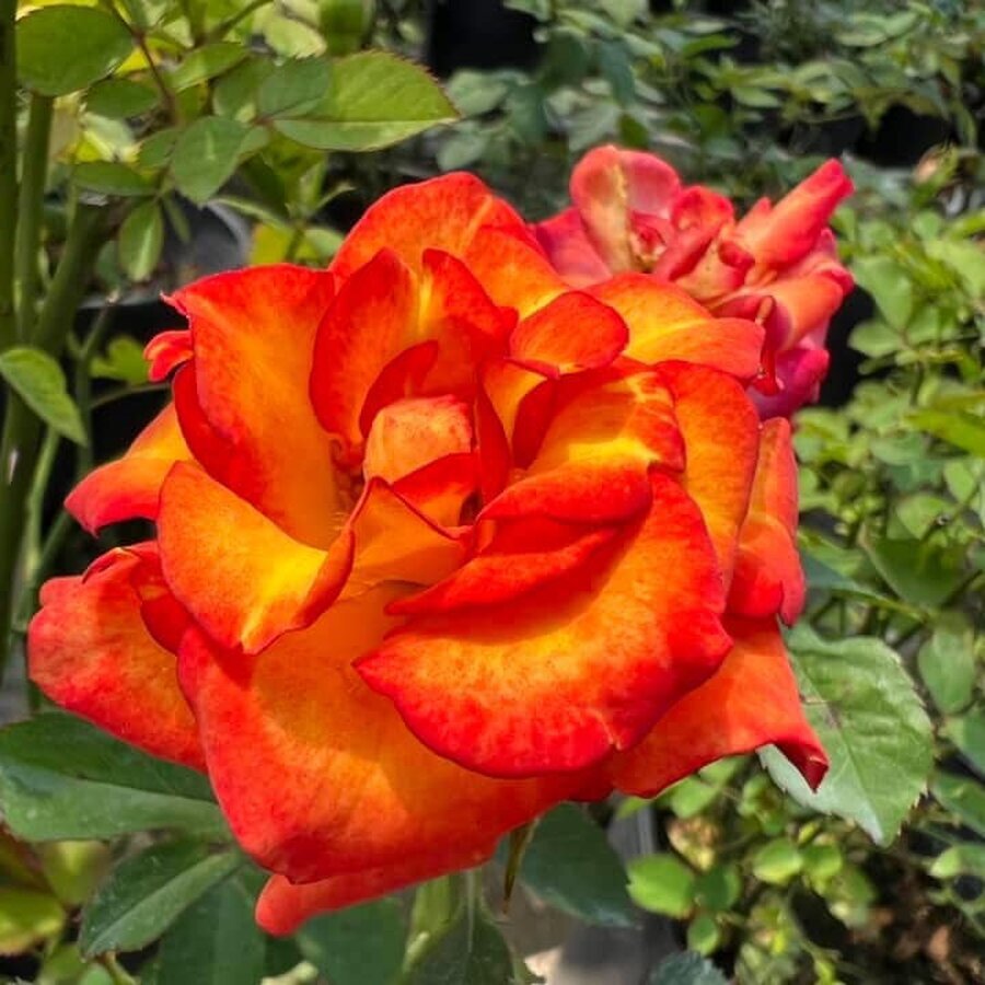 Hoa hồng Tô Nữ hồng lửa