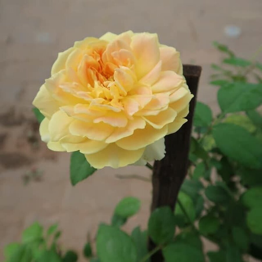 69cf56d1891cfe46a6bbb670b66fee54