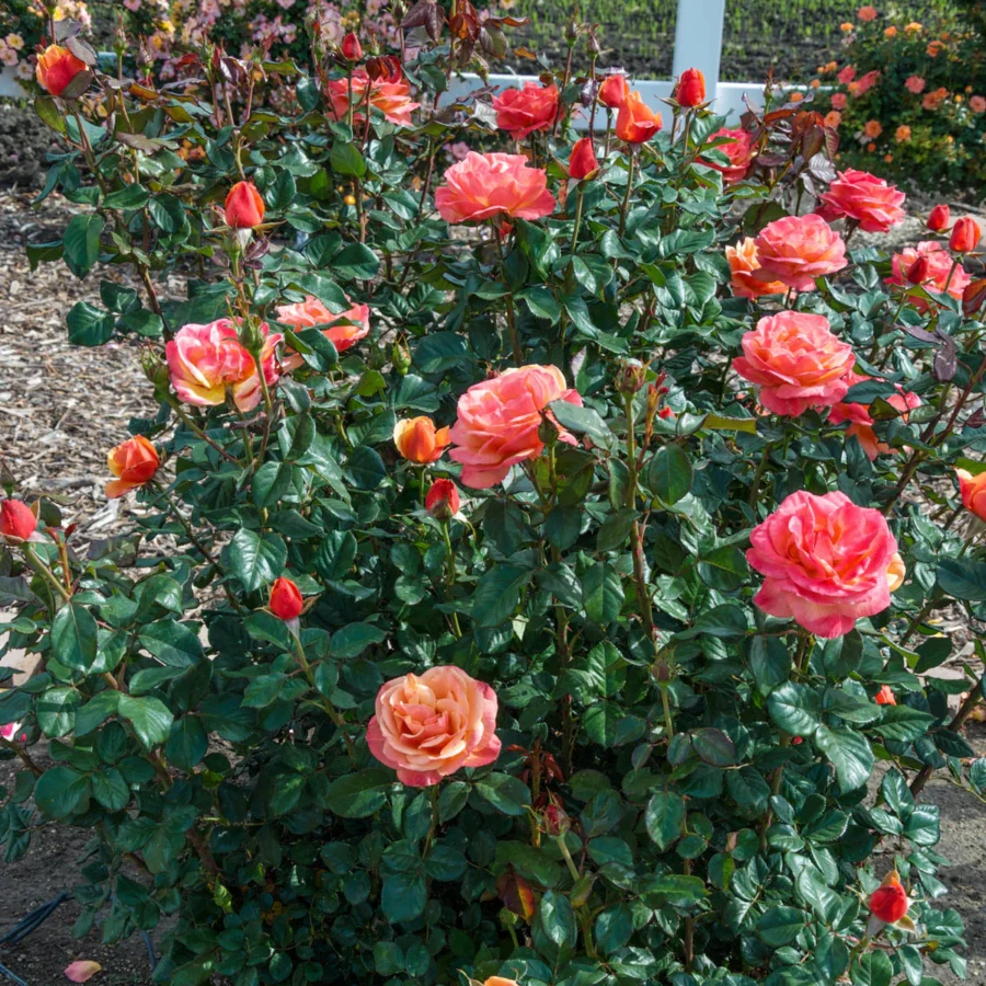 85810 ANNA SPROMISEGRANDIFLORAROSE Alt2 MB