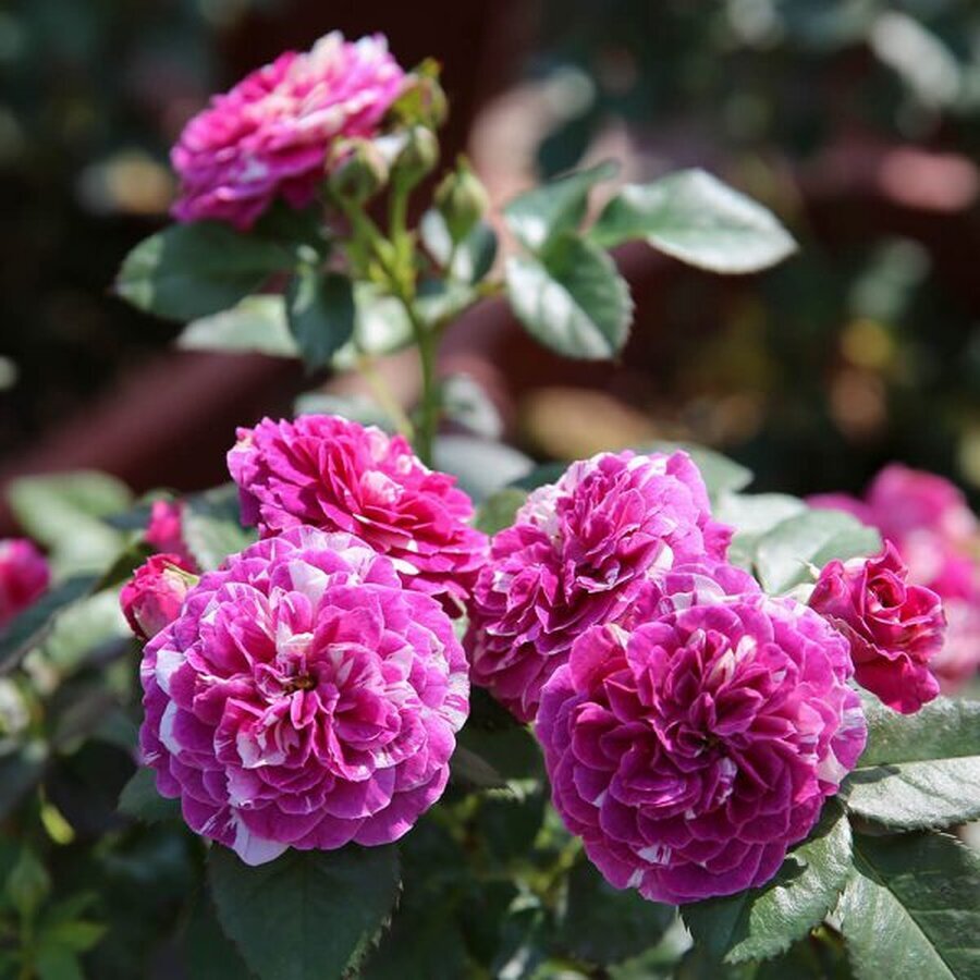 94 Hoa hong ngoai Scented Jewel