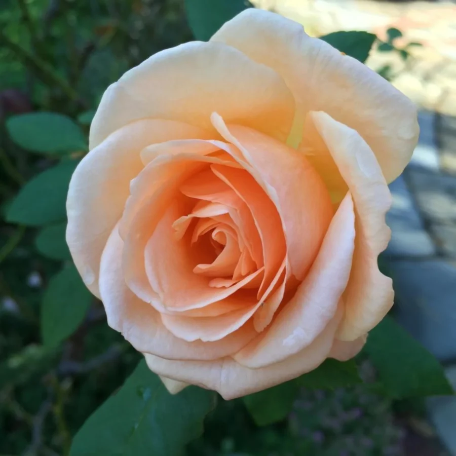 ApricotNectar c36836e3 cd70 419c 8e16 1042eb4e7079