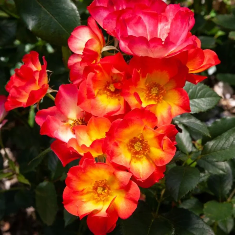 BeeScene 99c58001 ce5c 4074 ba8e e796dcdb4aa5