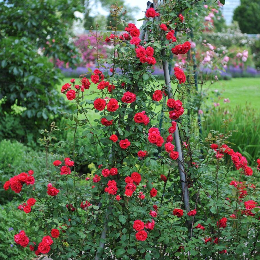Blaze Improved Rose 4 BB