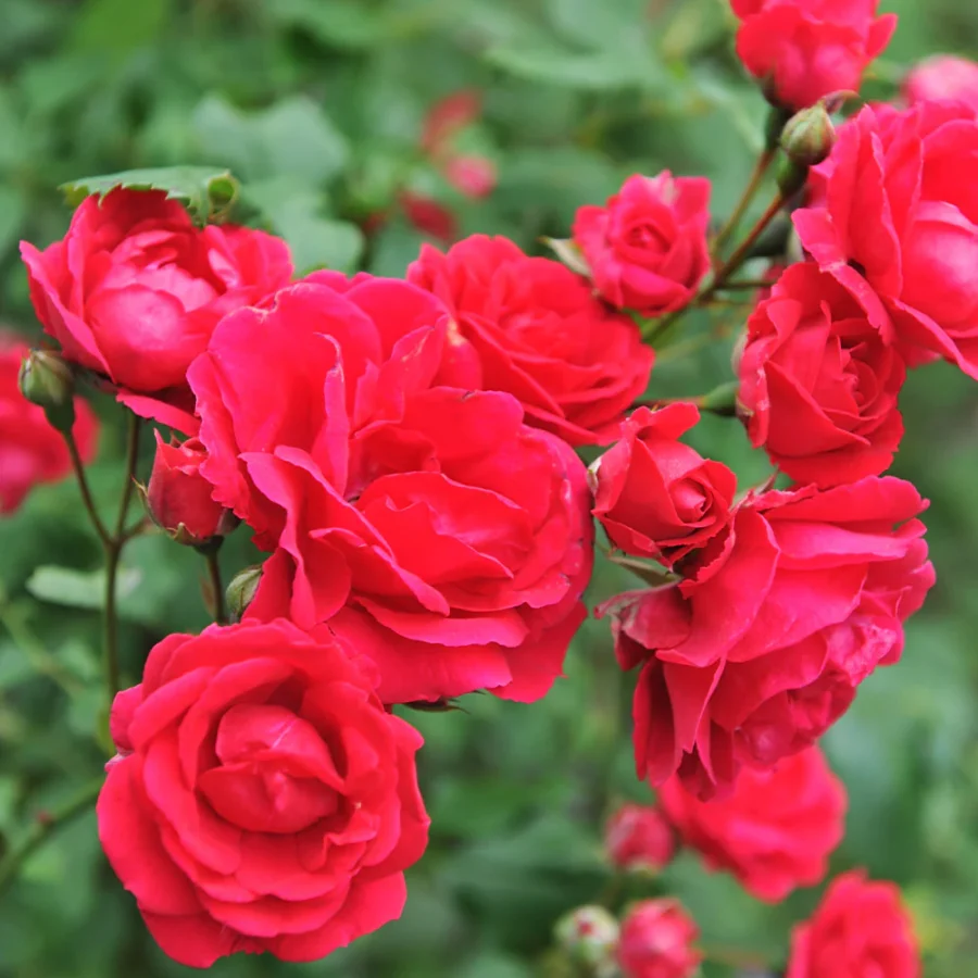 Blaze Improved Rose 5 FGT