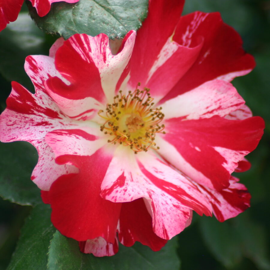 Climber Fourth of July Rose 3937181367
