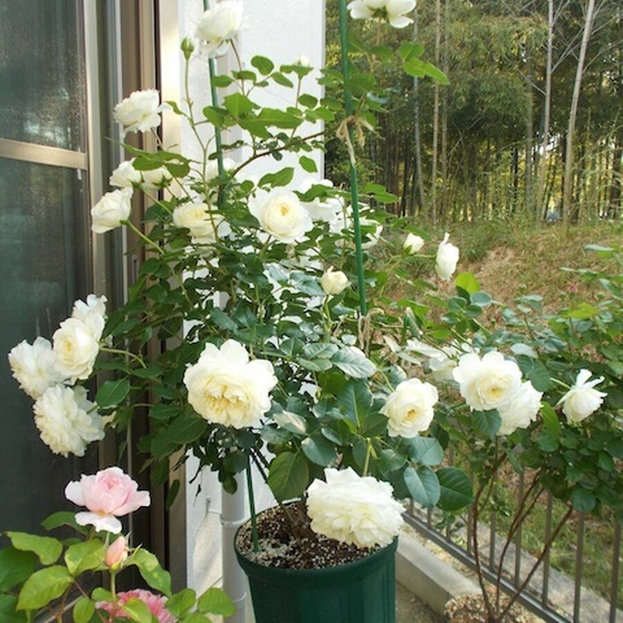 DSCN0025