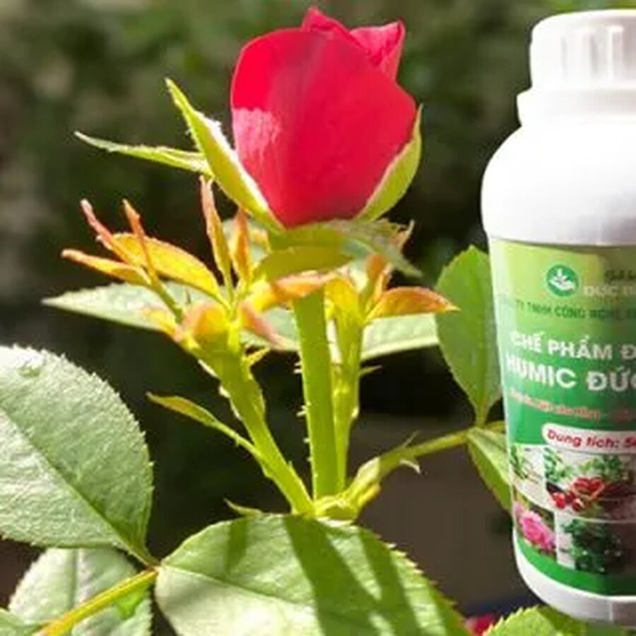 Dam ca humic Duc binh san xuat chuyen biet danh cho hoa hong 480x320 1