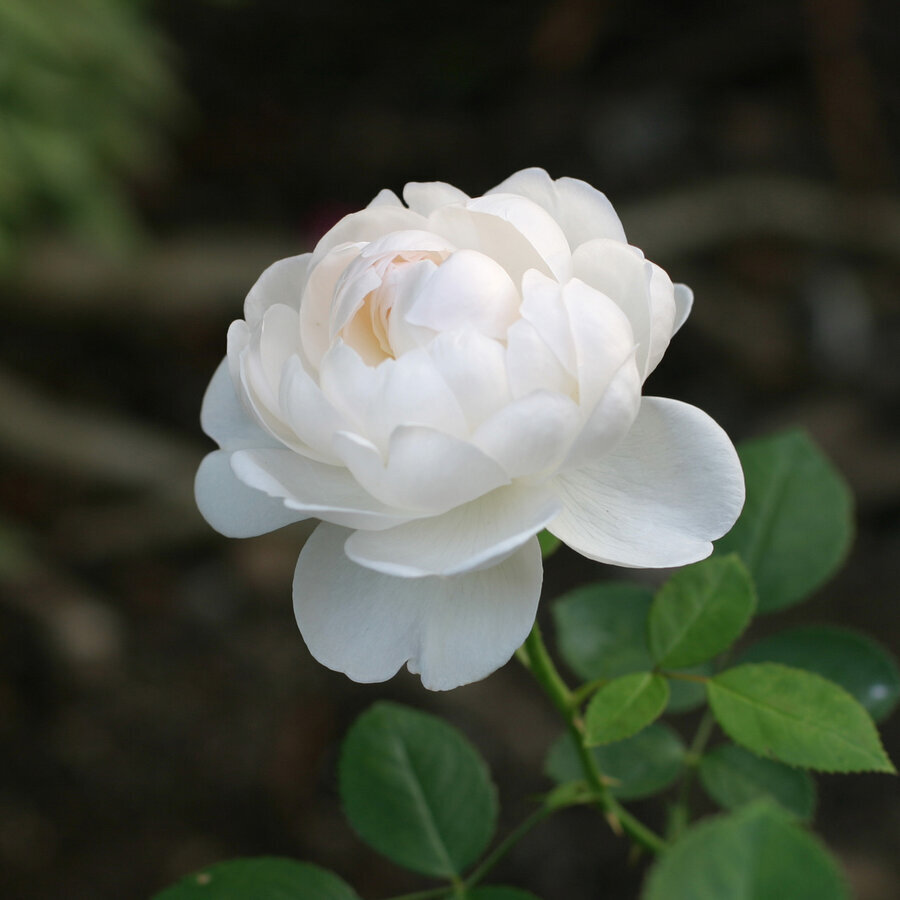 Glamis Castle rose cô nàng hồng trắng David Austin đầy đống danh
