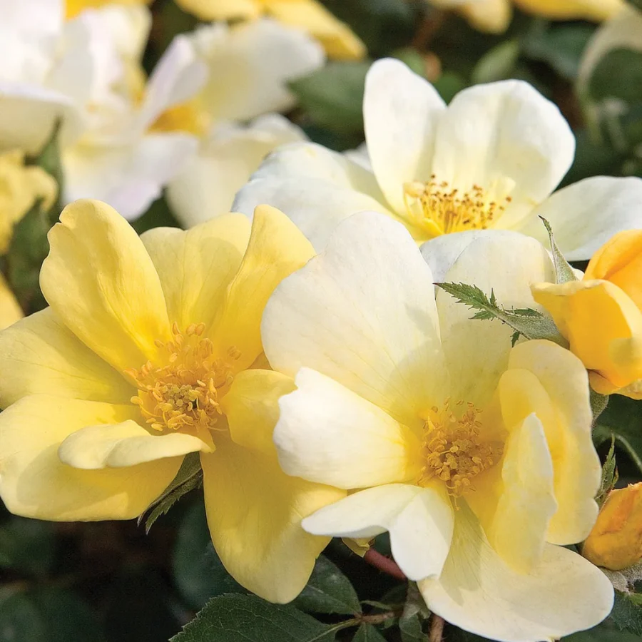 KnockOutSunnyRose