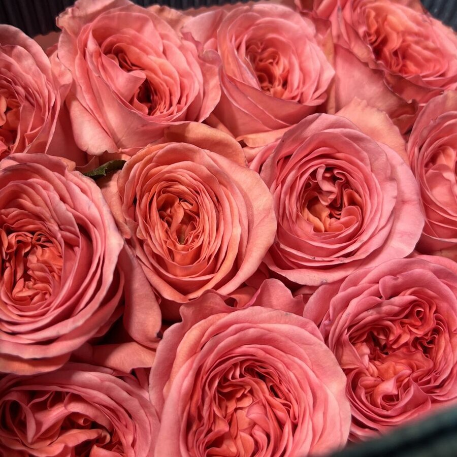 Hoa hồng ngoại Eye London rose