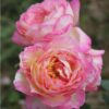 Hoa hồng Pháp Marc Chall rose