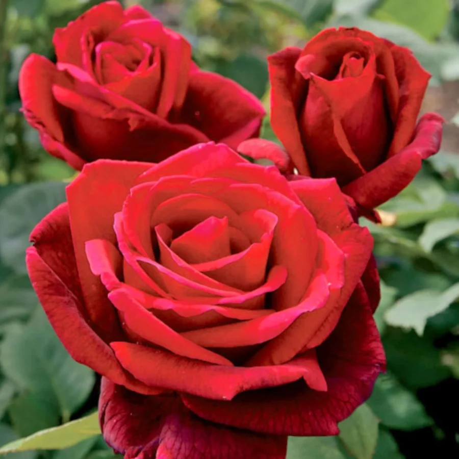 Mister Lincoln Rose 3 1