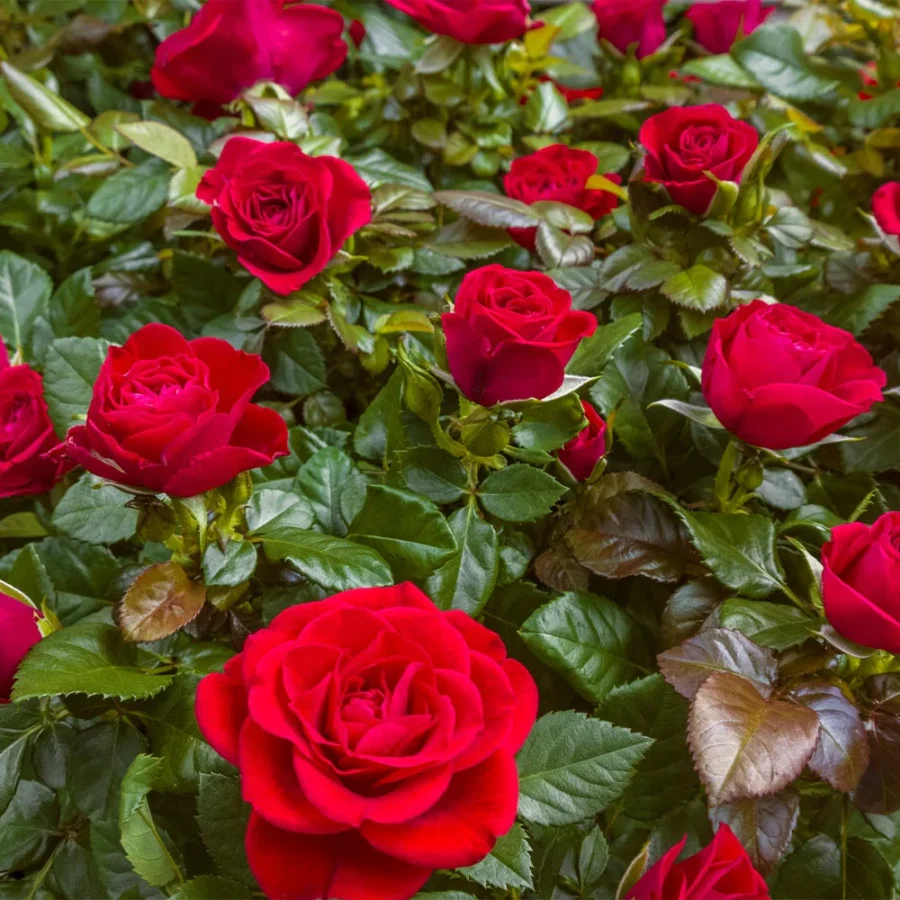Mister Lincoln Rose 2 FGT
