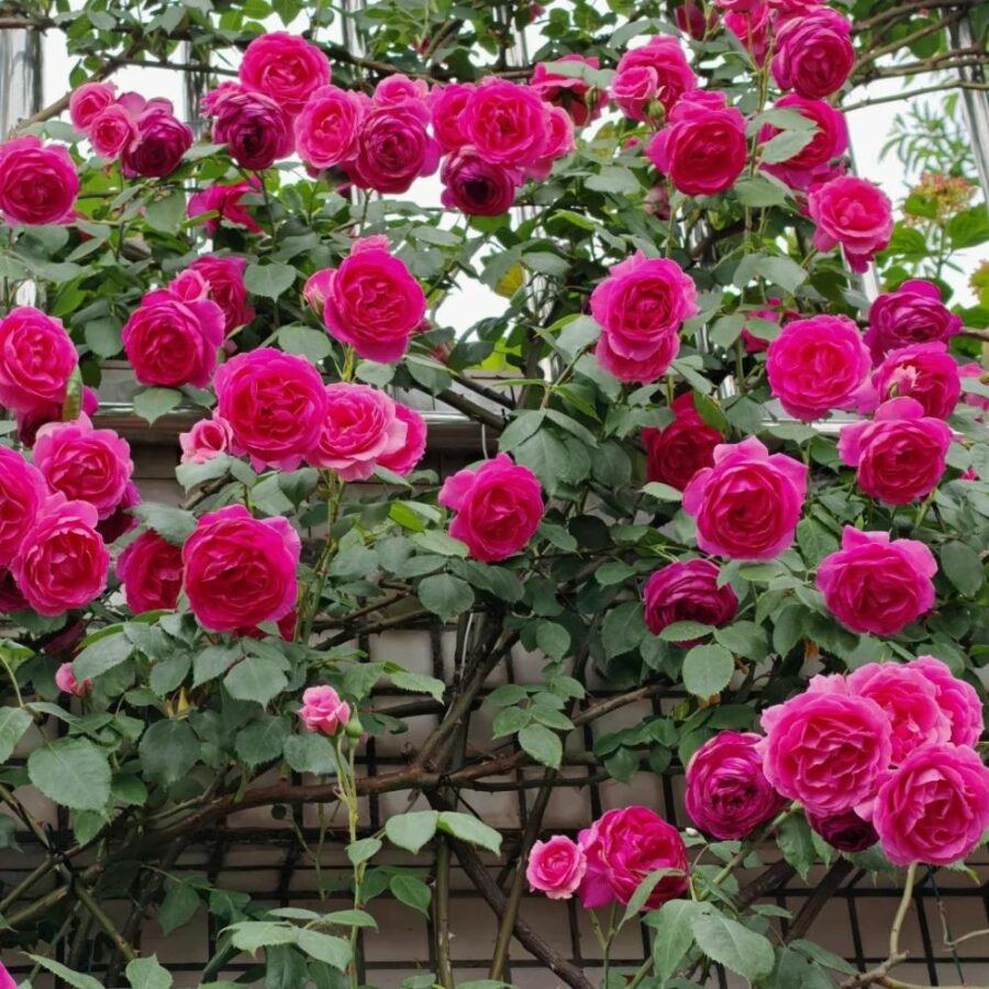 ParadeRosePlant3