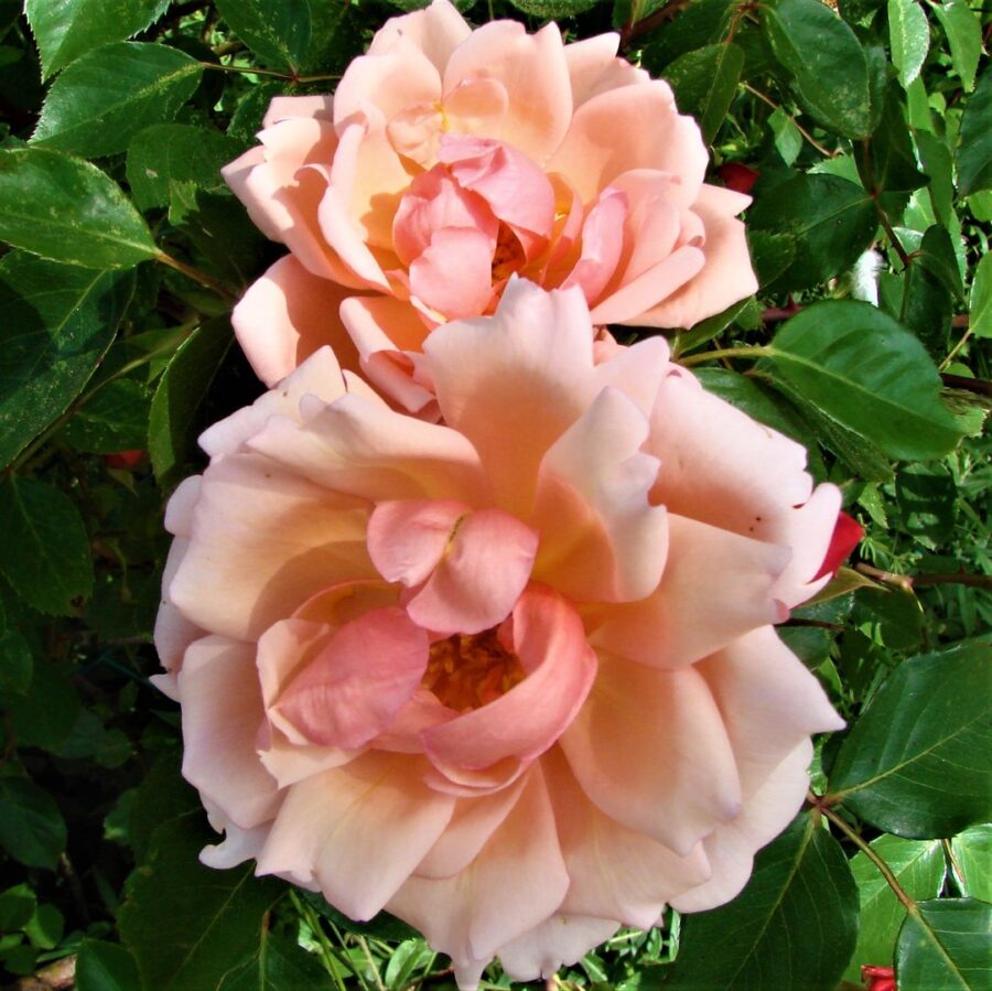Rambling Albertine 4 .jpg