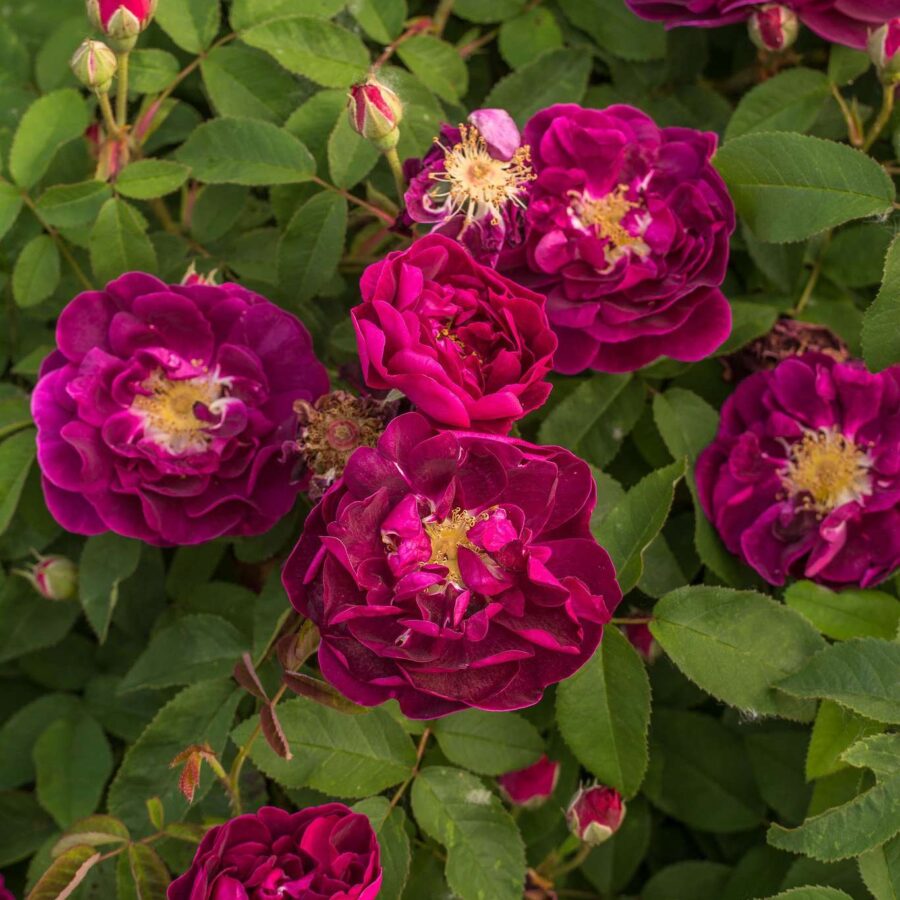 Rosa Tuscany Superb 2