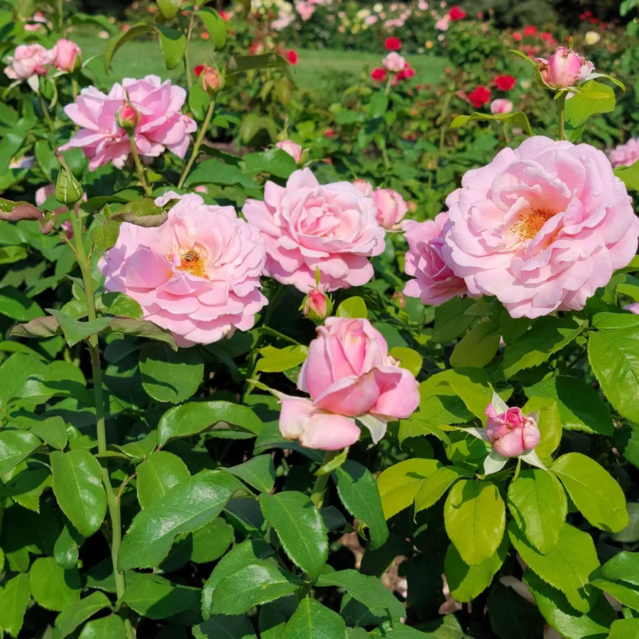 Rosa Memorial Day 20240823 102049 1