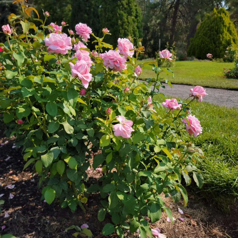 Rosa Memorial Day 20240823 102131 1