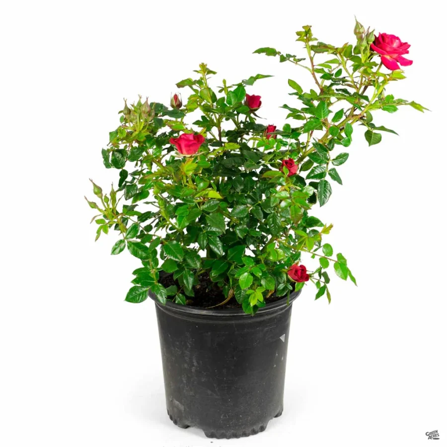 Rosa Miniature BeMyBaby 2gal a0f4c6ec 5be3 4452 b80d