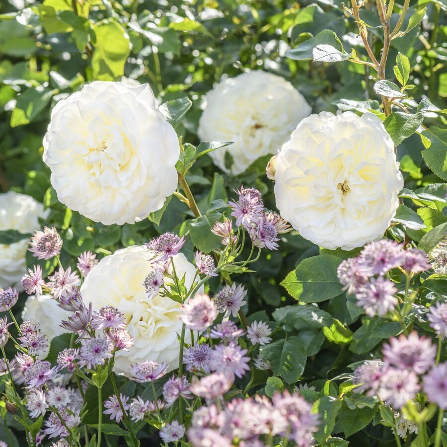 Rosa Tranquillity andastrantia 18B3764 2d450fc1 a416 47e2 9500 4ecbd3095273