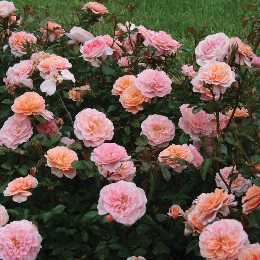 Rose Apricot Drift