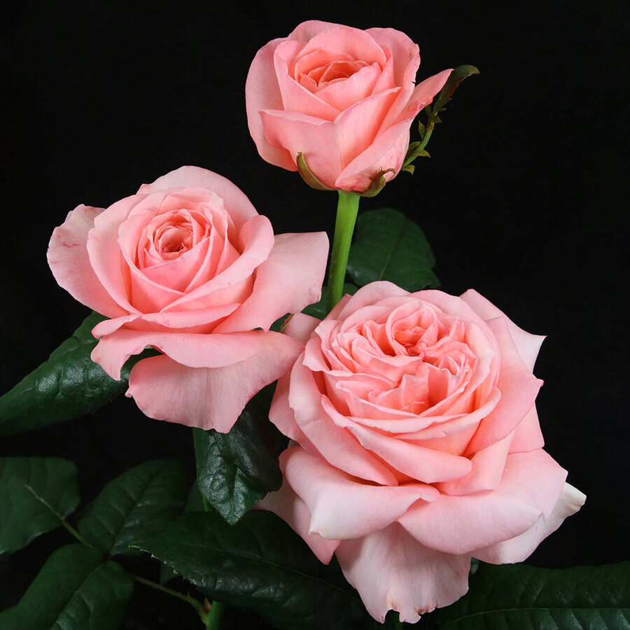 Rose London Eye Cutflower on Thursd feature