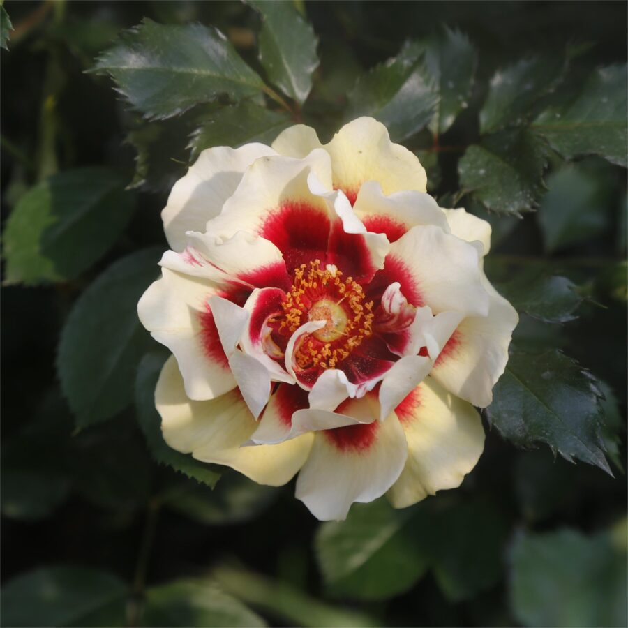 Rose Sunset Babylon Eyes 2 scaled 1