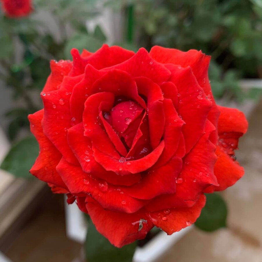 Hồng leo cổ Sơn La