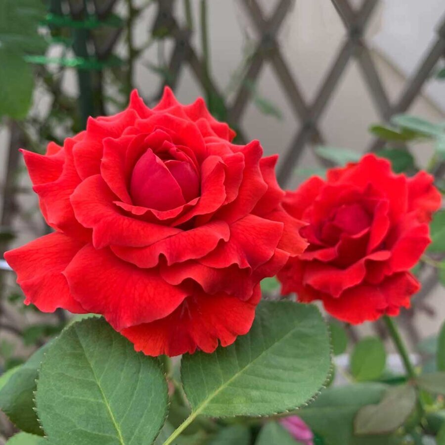 Hồng leo cổ Sơn La – Loài hồng khỏe mạnh