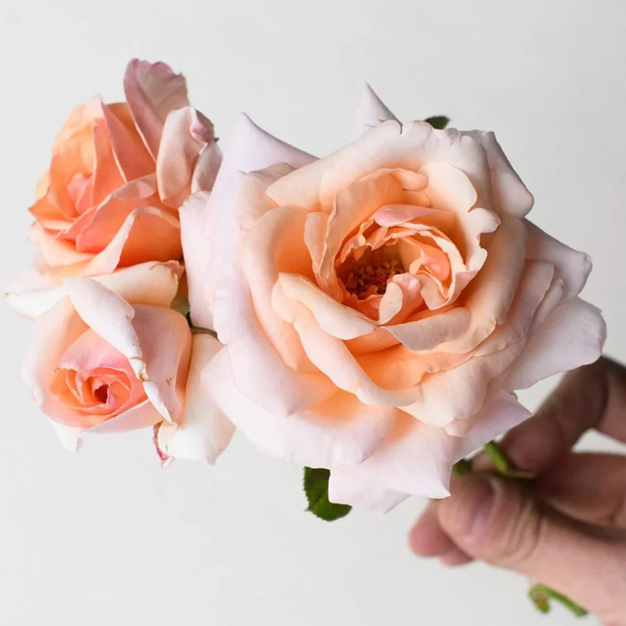 apricots n cream rose bare root archived