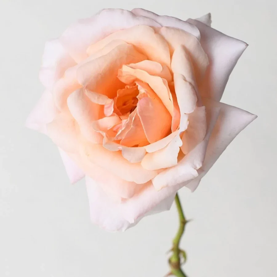 apricots n cream rose potted archived
