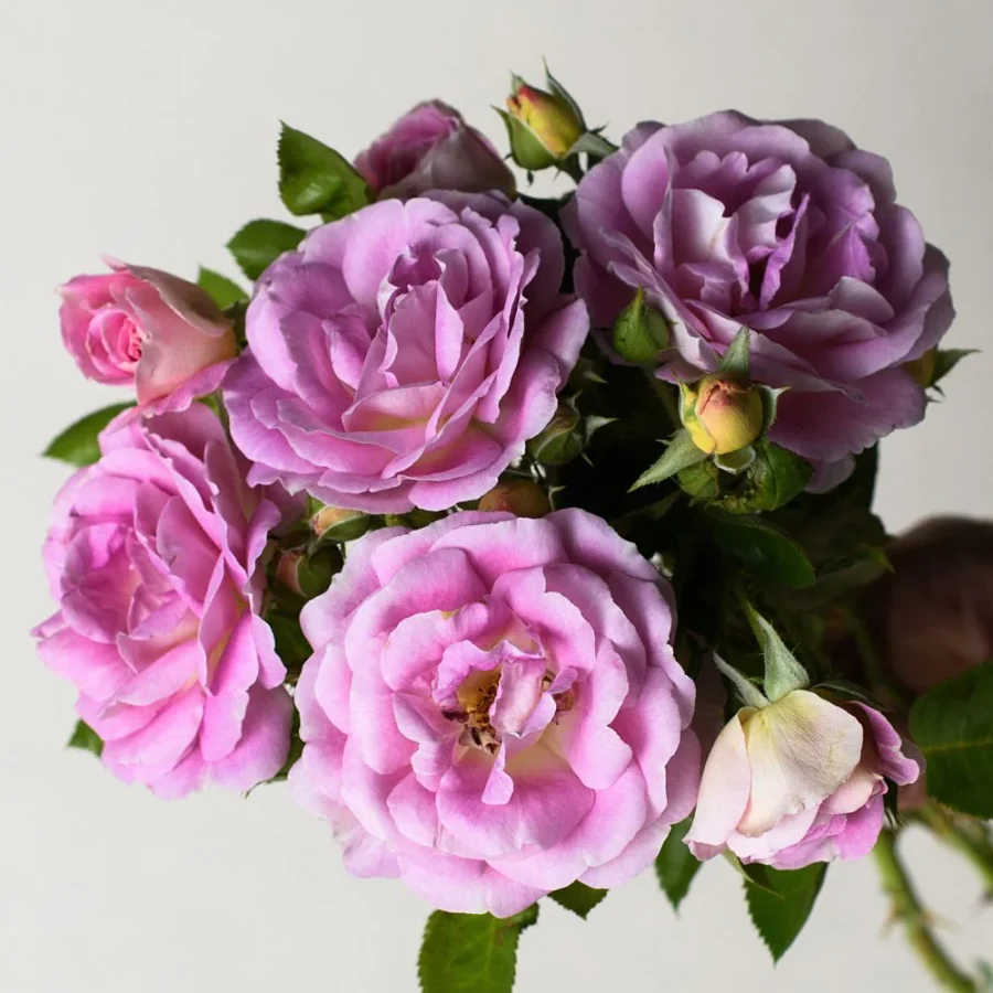 arctic blue rose bare root archived