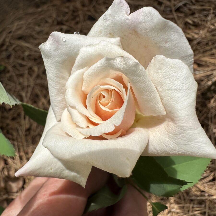 belindas blush and broadway rose v0 t8028wlr2fjd1 scaled