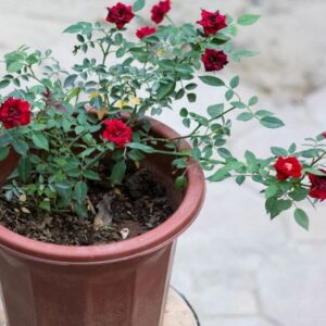 cach chon chau trong hoa hong4