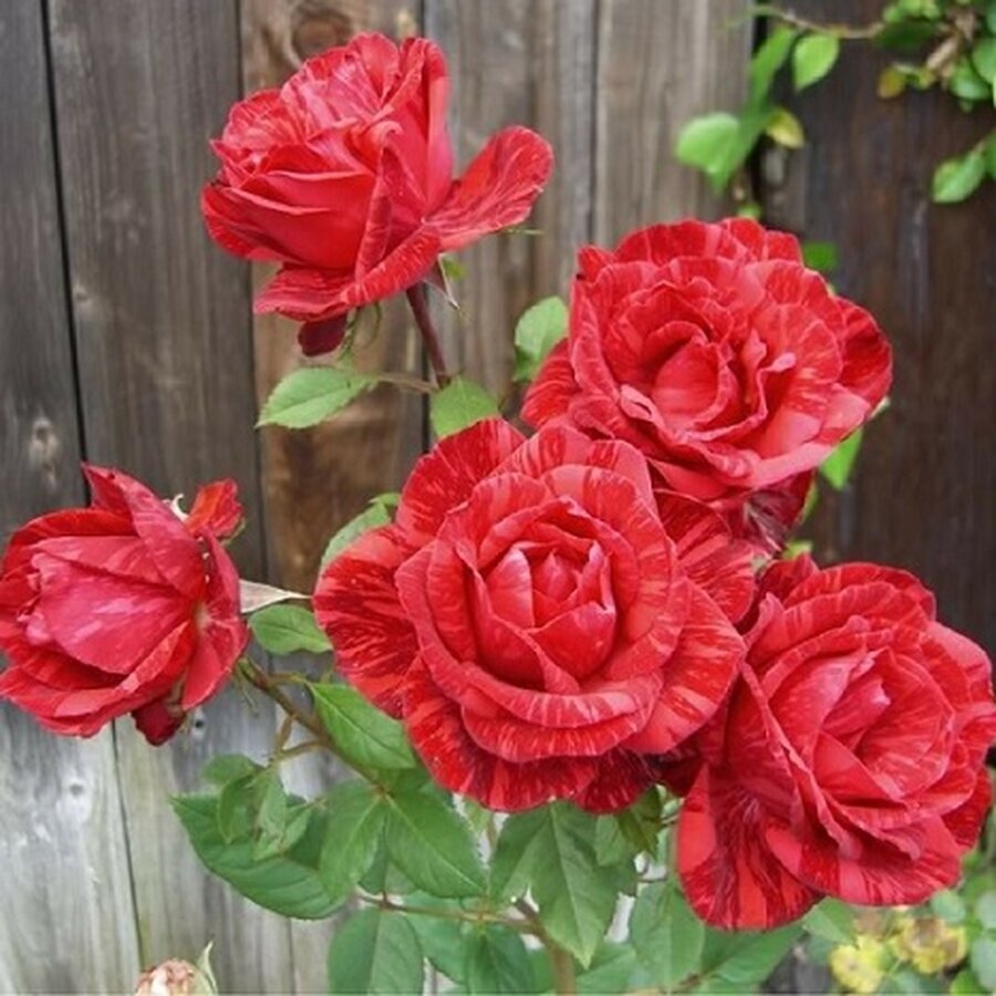 cay hoa hong red intuition 2