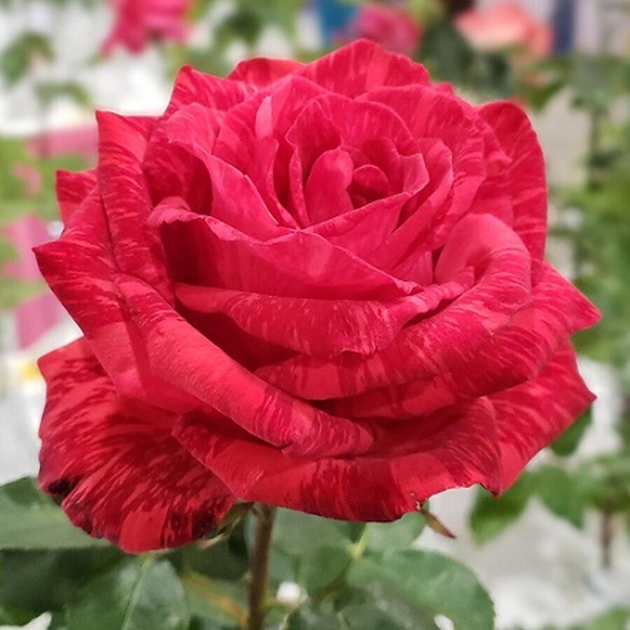 Hoa hồng sọc Red Intuition