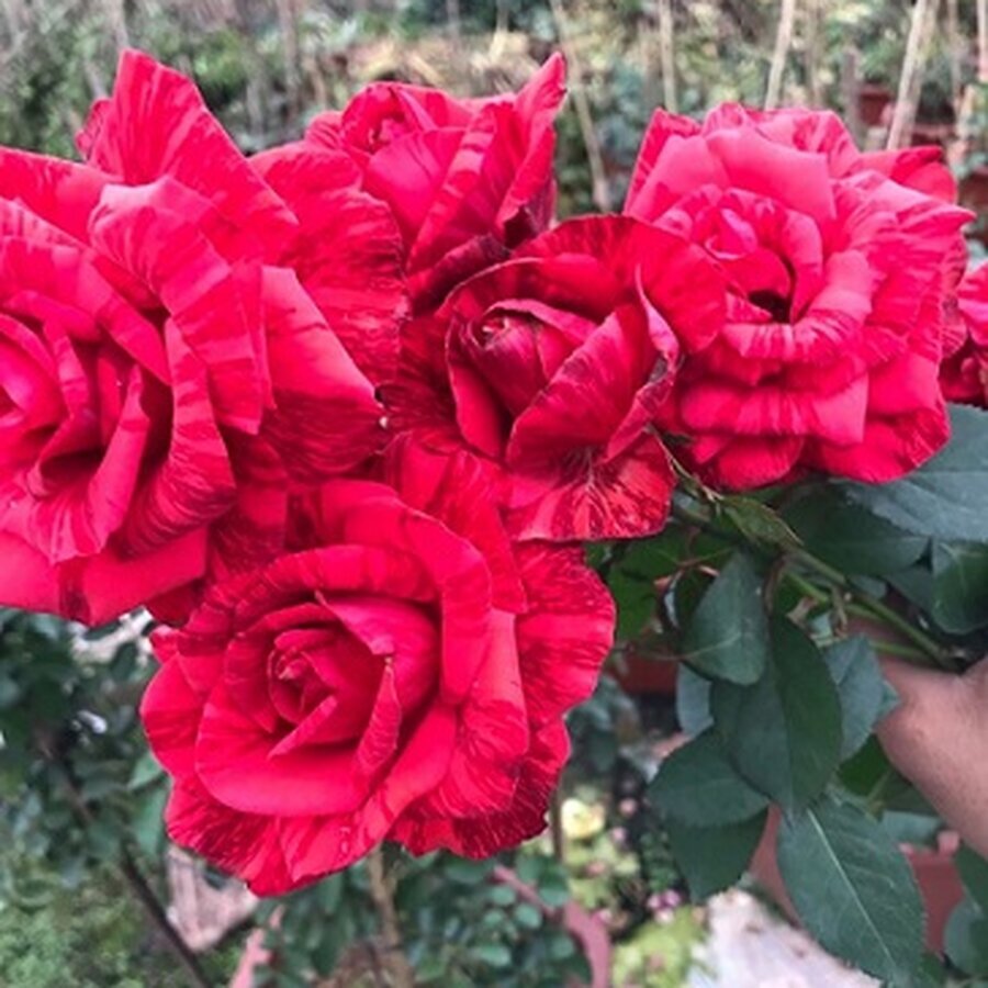 cay hoa hong red intuition 4