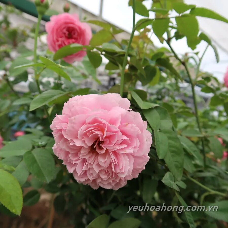 Hoa hồng For Your Home rose
