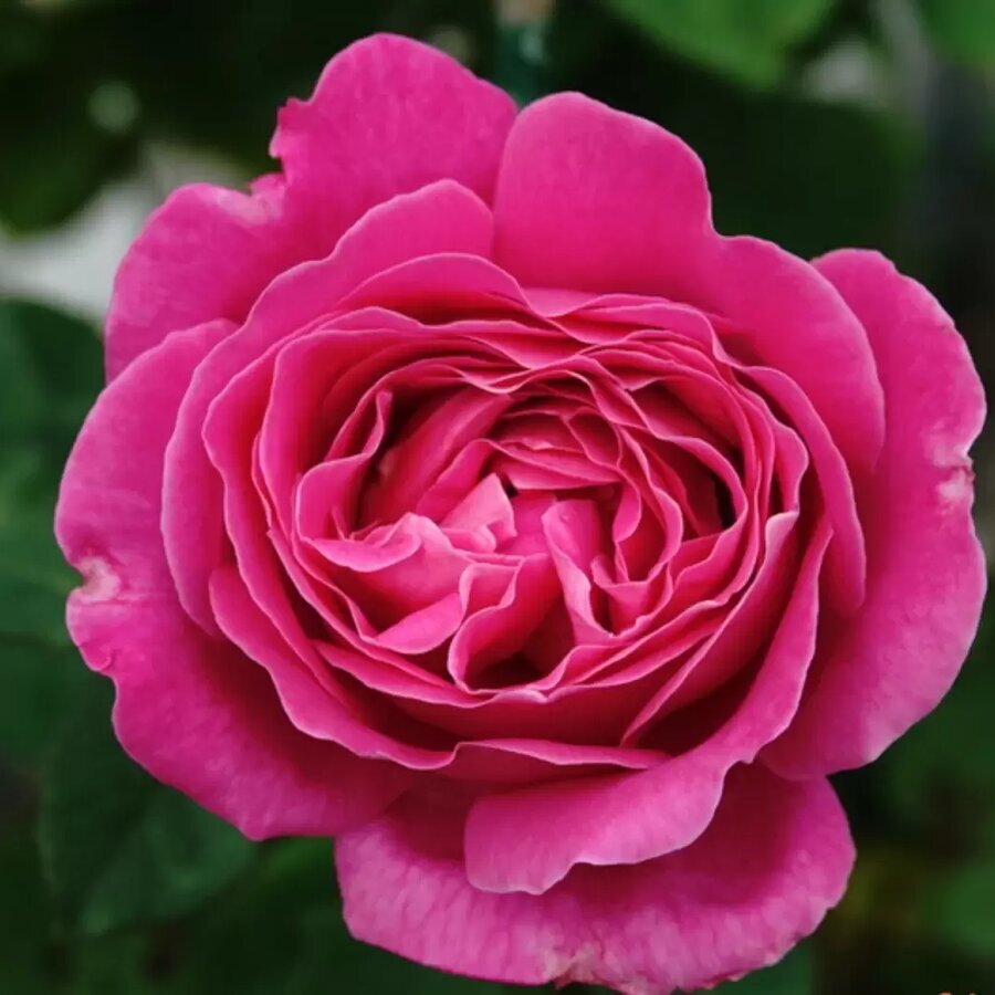 hoa hong Pink Peace rose3