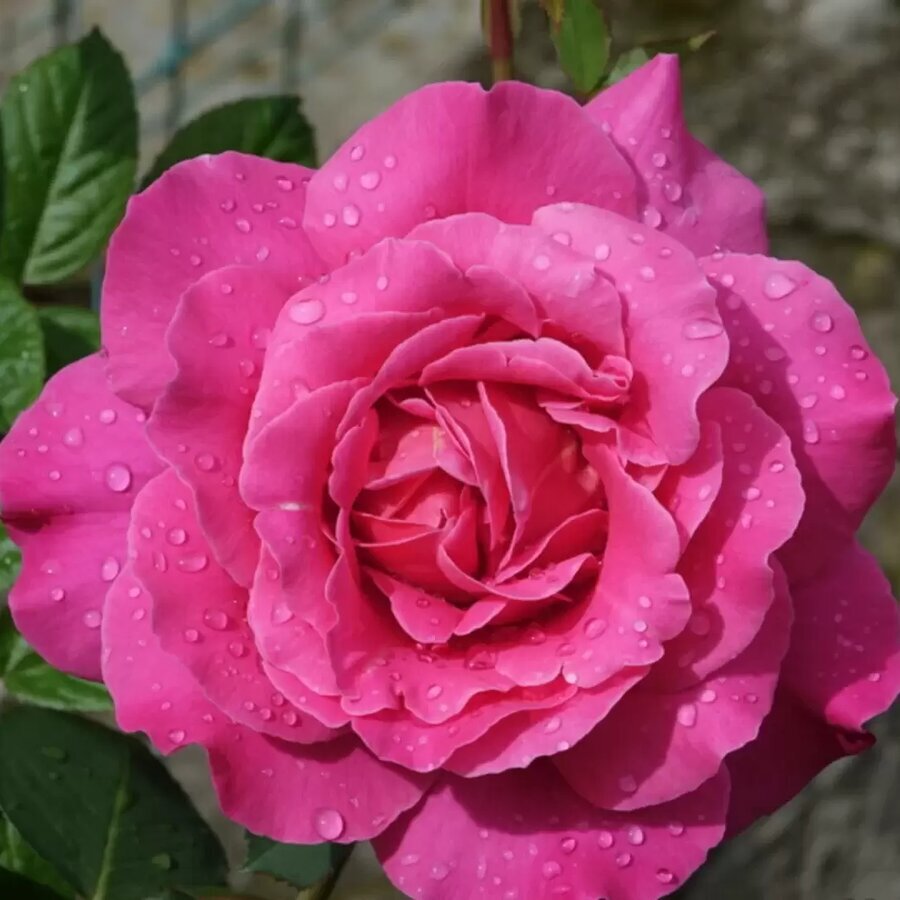 hoa hong Pink Peace rose5